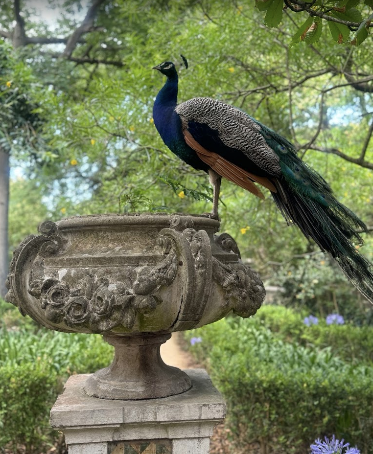 Jardim Botânico Tropical