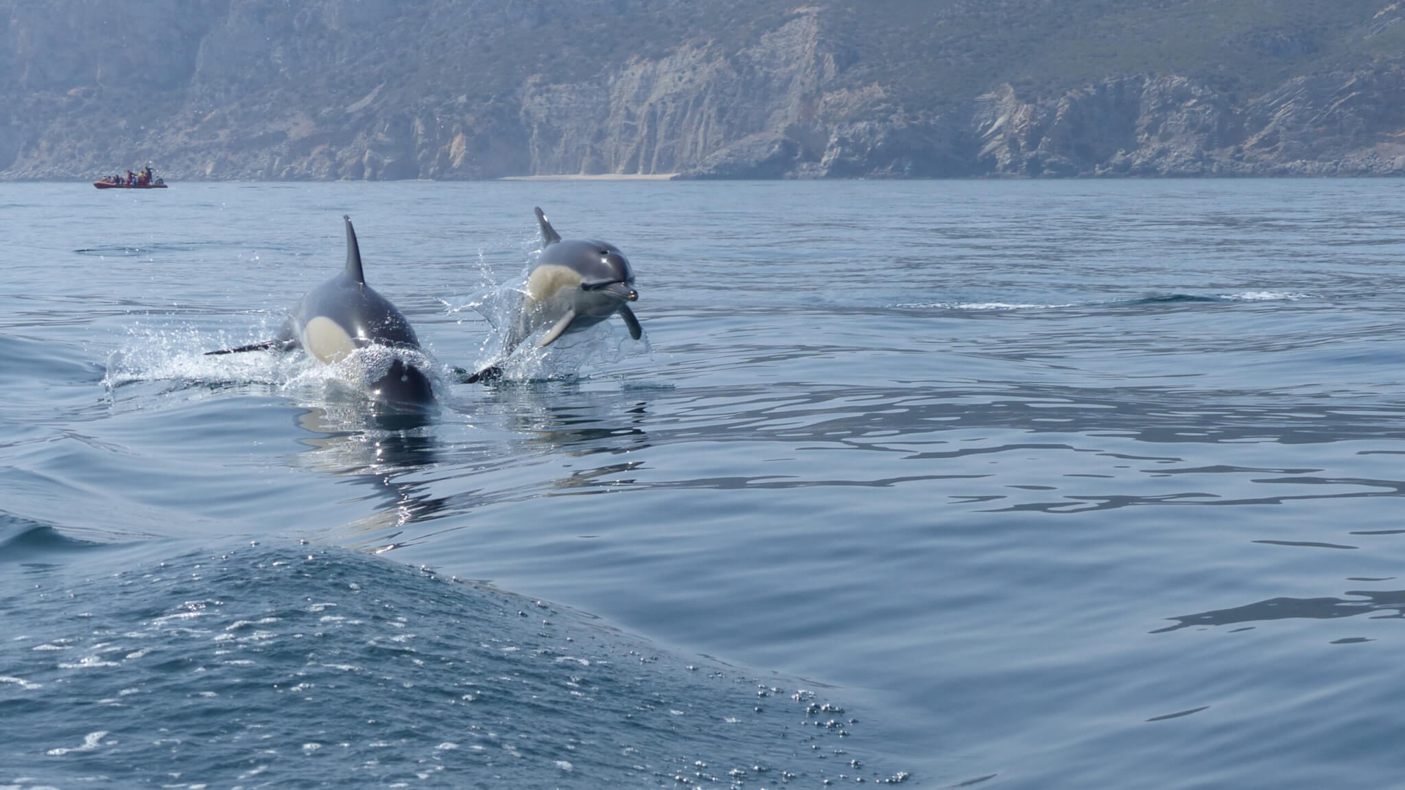 Dauphins observés au large de Sesimbra, dans l’Arrábida.