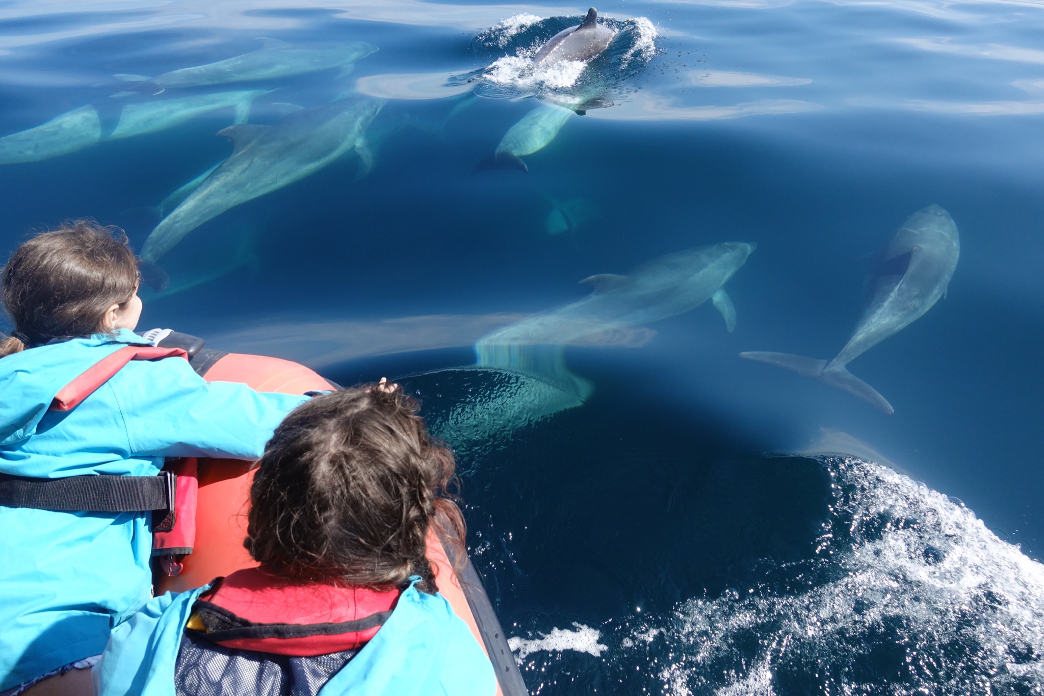 Groupe observant des dauphins depuis un zodiac au départ de Lisbonne.